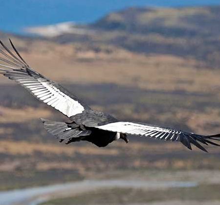 Our  expert takes you condor watching  in  Patagonia