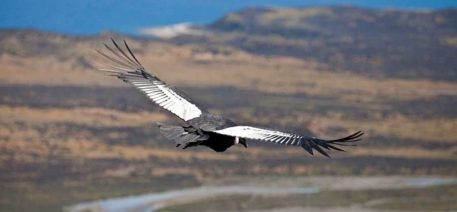 Condor watching in Patagonia