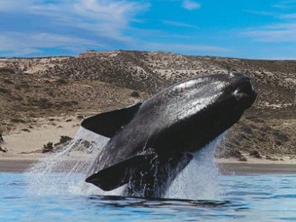 Whale Watching in Patagonia