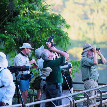 Birding in the Iguazu  jungle