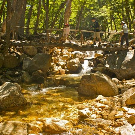 A guided hike in the woods of Nahuel Huapi National Park