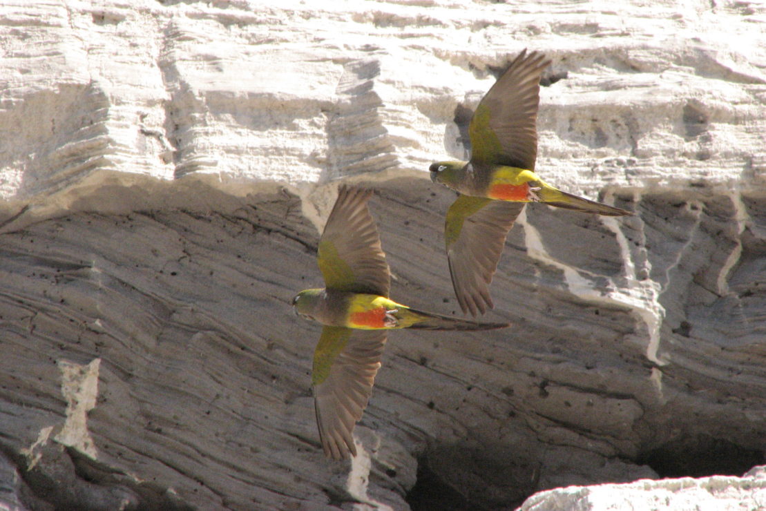 Birding in Atlantic Patagonia