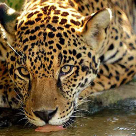 Discover the amazing variety of tropical flora & fauna in Iguazu