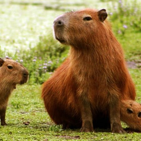 Safaris in the Iberá Wetlands, a family program