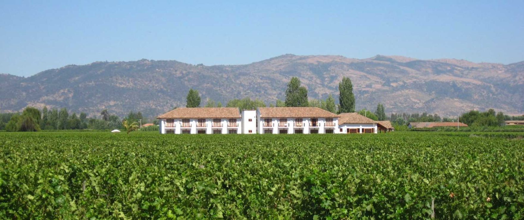 Chilean Vineyards