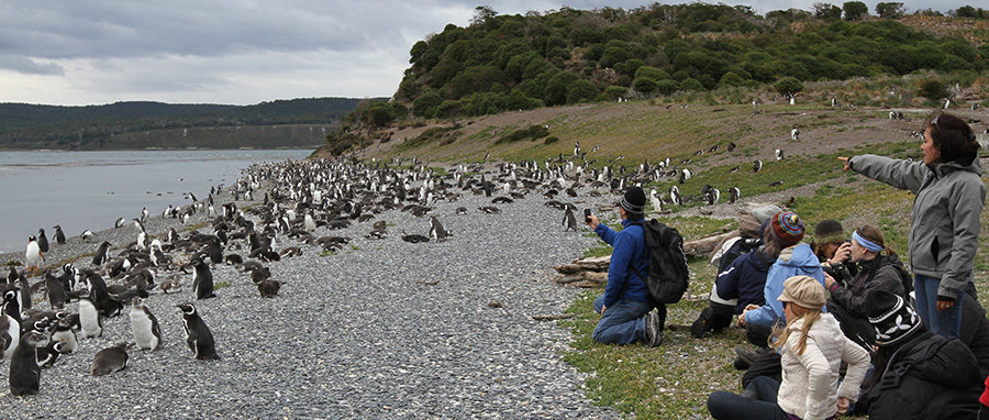 Shore excursion to Penguin Colony