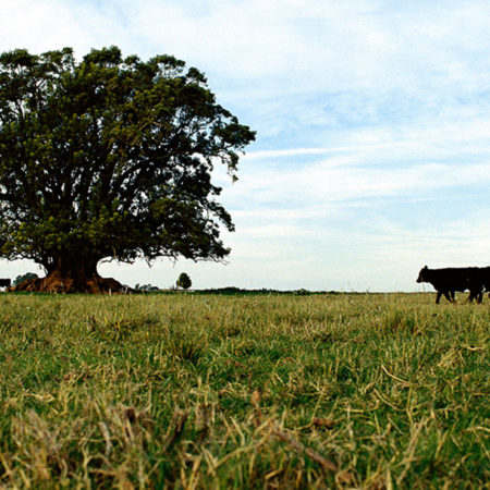 Horse-whispering, crafts and gaucho lifestyle at a ranch in the Pampas