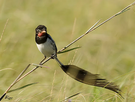 Search out the array of birdlife in the Iberá Wetlands