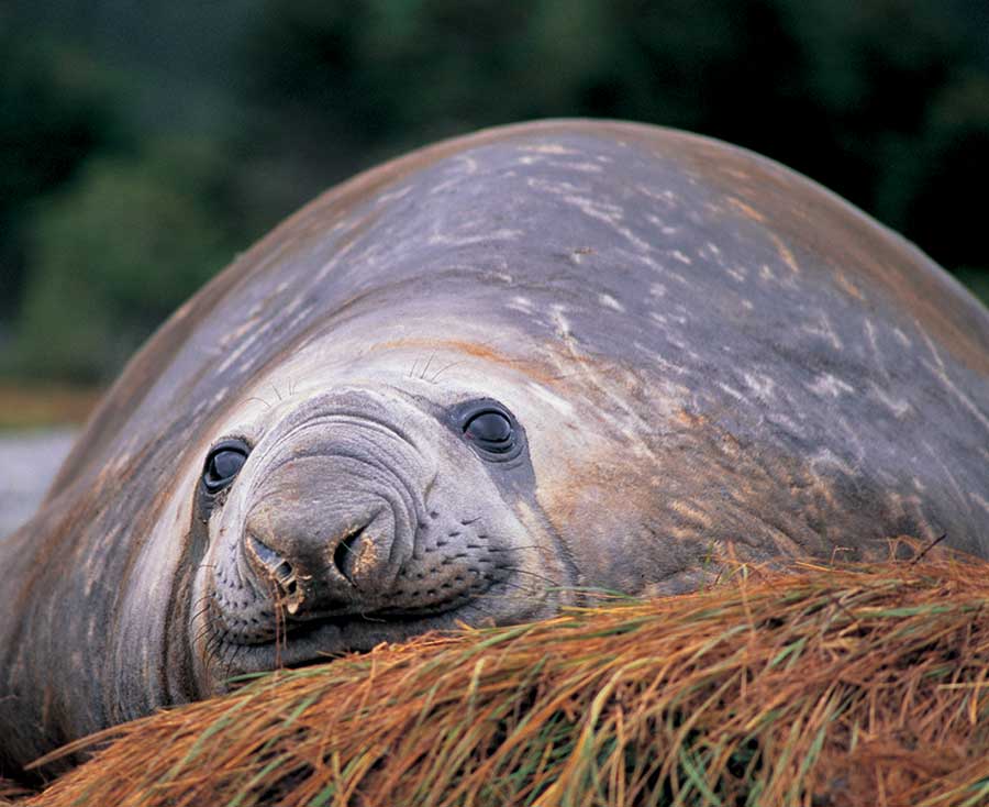 Photography Tours in Patagonia - Sea Lion