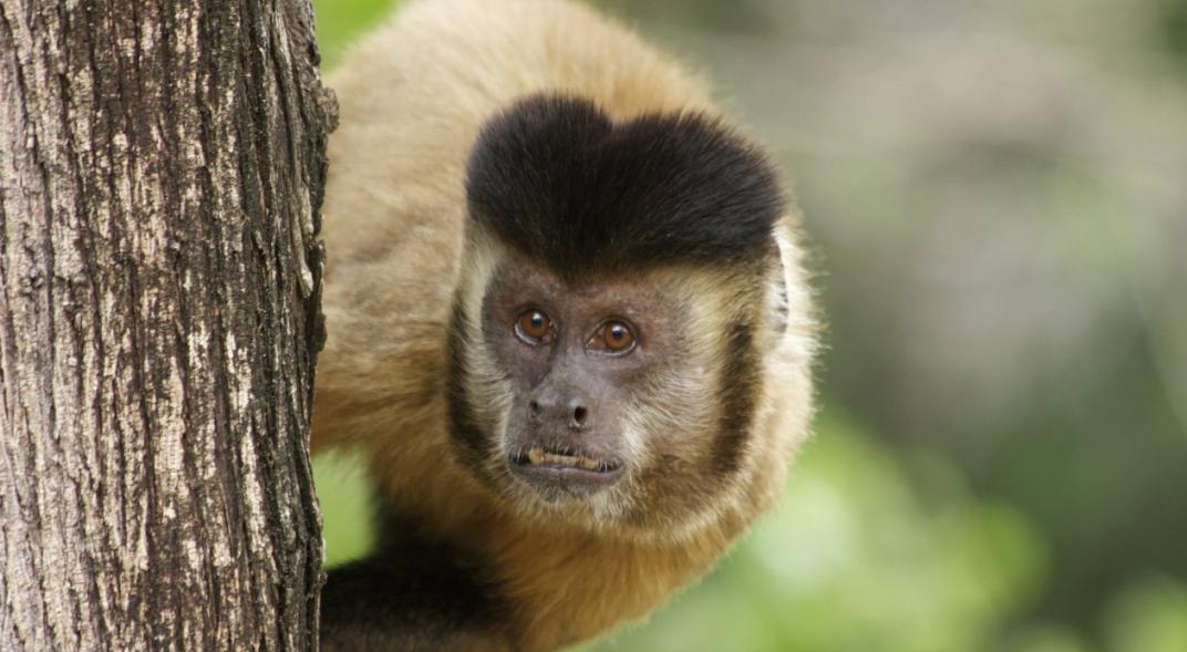 Capuchino Monkey